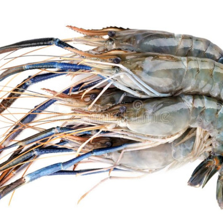 সারক্ষীরার গলদা চিংড়ী (ছোট)