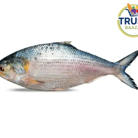 চাঁদপুরের ইলিশ  (১.৪ কেজি+)